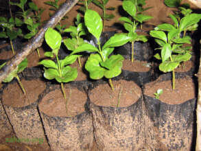 Seedlings
