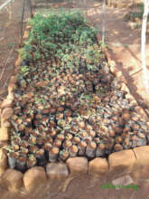 Seedlings