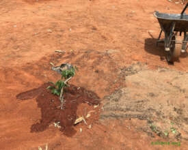 future fruit tree in the schoolyard
