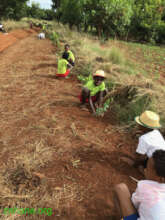 Lining the road with trees during celebration