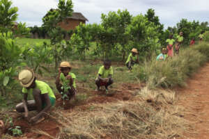 Reforestation along the road