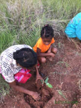 Planting seedlings rainy season 2025