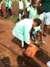 Watering the seedling with rainwater