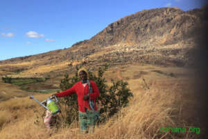Taking care of the planted trees in the landscape