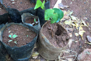 Old water bottle to grow seedlings