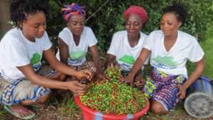 ISL Women's Agribusiness Collective , Foindu