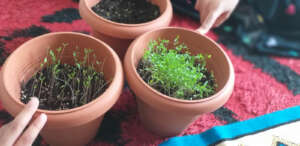 Our Garden
