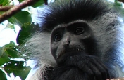 Help protect Colobus Monkeys & forest in Kenya