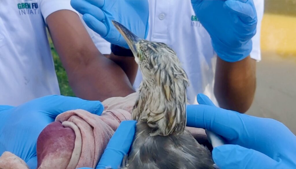 Save Innocent Birds Trapped in Deadly Nets