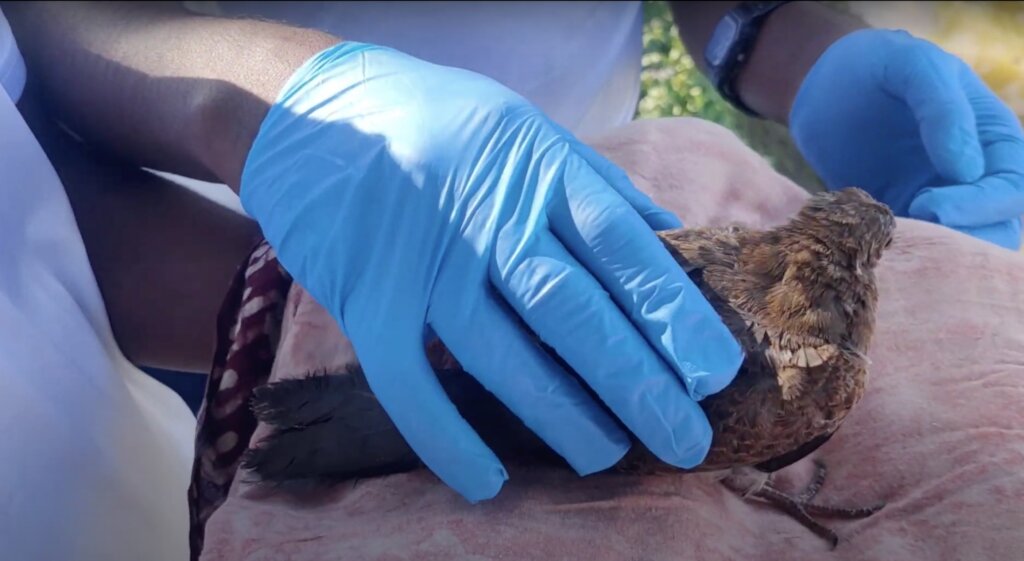 Save Innocent Birds Trapped in Deadly Nets