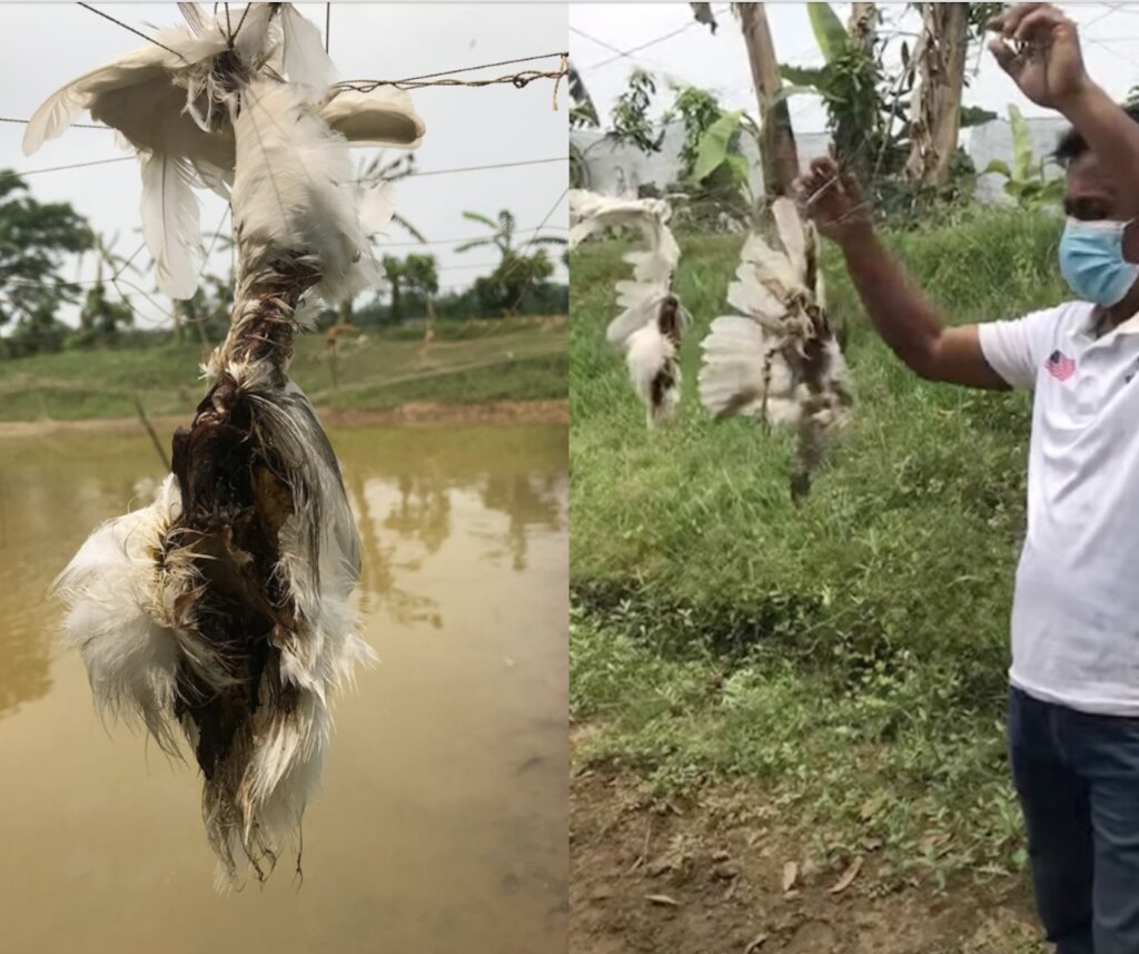 Save Innocent Birds Trapped in Deadly Nets