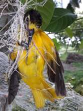 Yellow bird trapped
