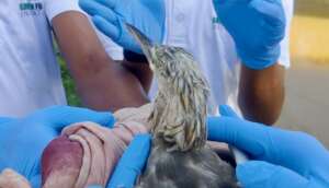 Bird rescued