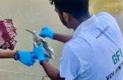 Save Innocent Birds Trapped in Deadly Nets