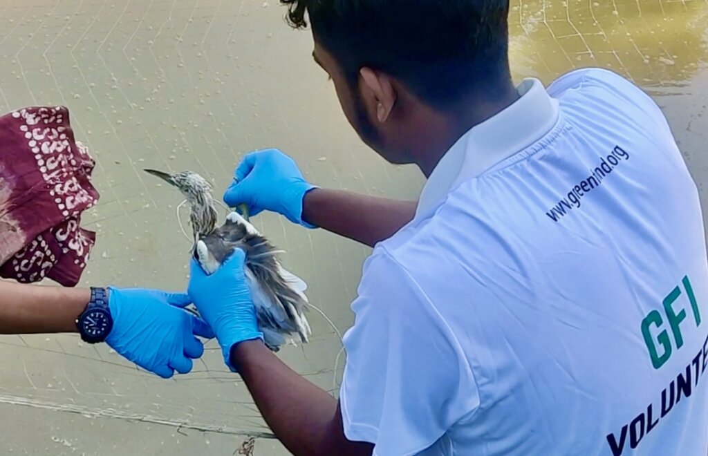Save Innocent Birds Trapped in Deadly Nets