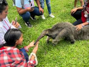 an interesting encounter with an ant eater