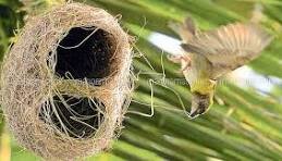 PROTECT ENDANGERED SPARROW BIRDS IN INDIA