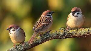 PROTECT ENDANGERED SPARROW BIRDS IN INDIA