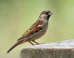 Endangered Sparrow