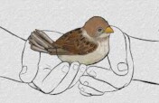 PROTECT ENDANGERED SPARROW BIRDS IN INDIA