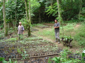 Tree nursery