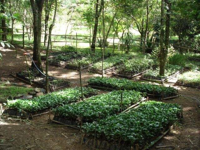 Protect Rainforest With Sustainable Practices