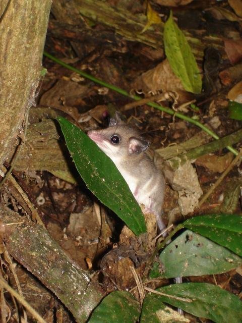 Protect Rainforest With Sustainable Practices