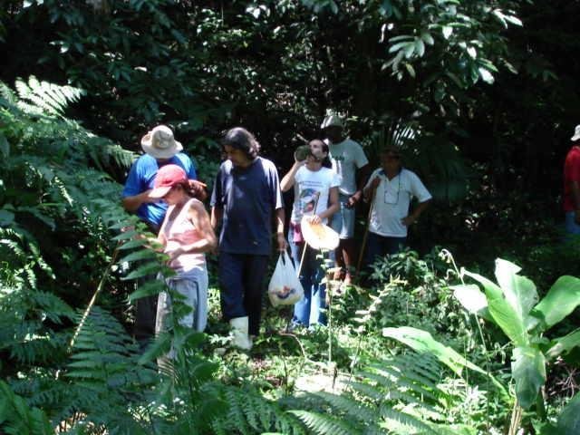 Protect Rainforest With Sustainable Practices
