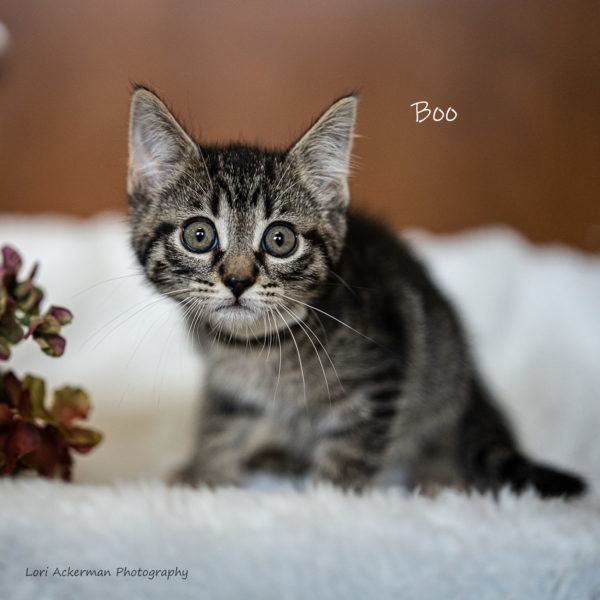 Boo (9 weeks)