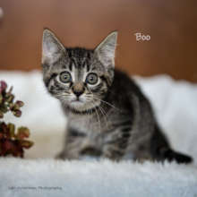 Boo (9 weeks)