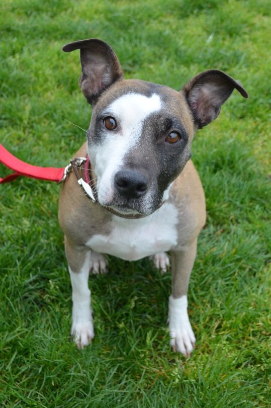 Ginger adopted