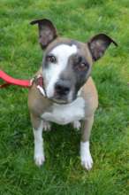 Ginger adopted