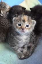 Kittens