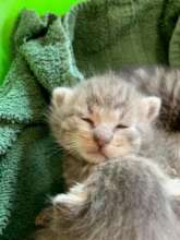 Spring Kittens!