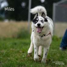 Miles - Husky,  1 yr 5 months.