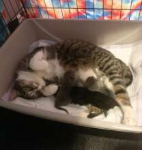Honey and her kittens