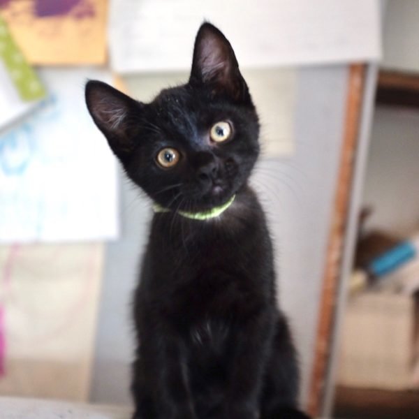 Pike - male, 11 weeks.