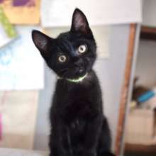 Pike - male, 11 weeks.