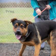 Meet Prinz