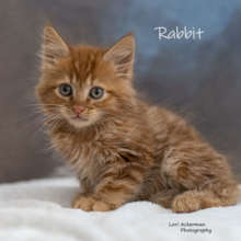 Rabbit the Kitten