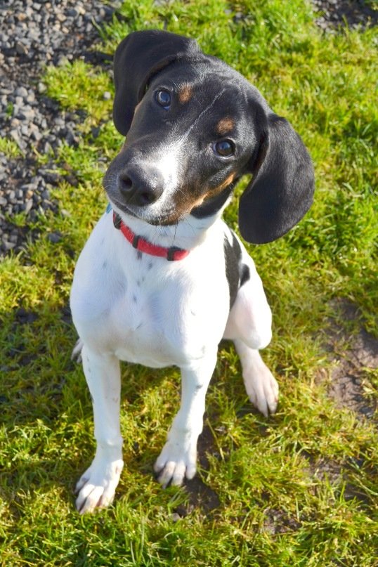 Roscoe adopted