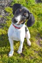 Roscoe adopted
