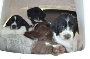 Puppies 2