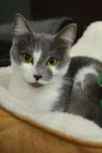 Adoptable Squeaky!