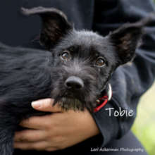 Tobie (14 weeks Wired Hair Terrier/Cattle Dog Mix)