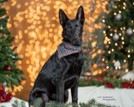 Happy Holiday from Lori Ackerman Photography
