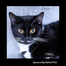 Meet Dust