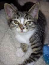 kitten