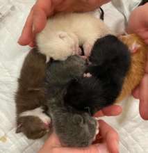 Fostered Litter