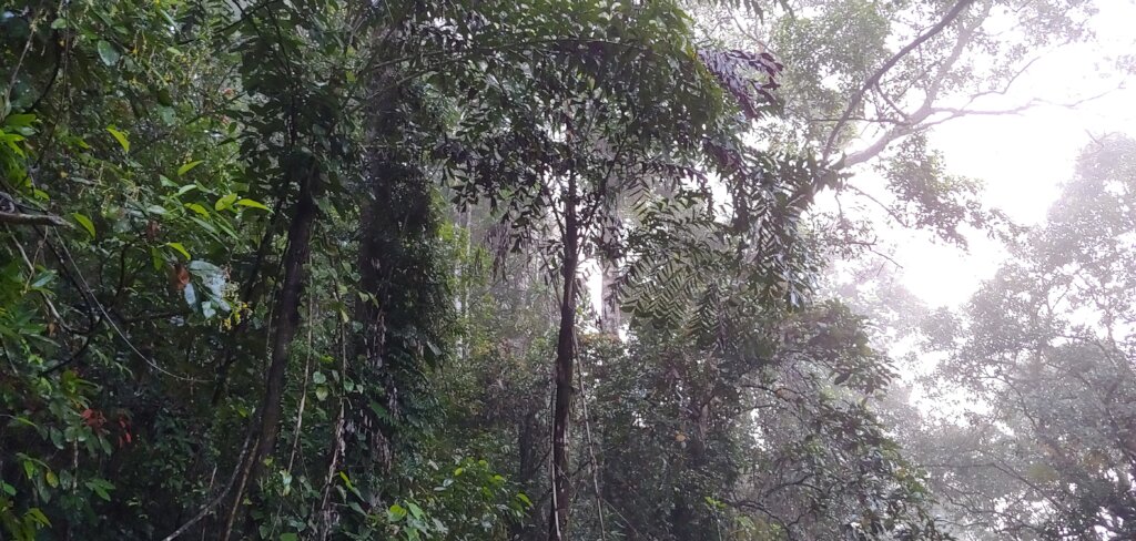 Rainforest Land Conservation in Sri Lanka